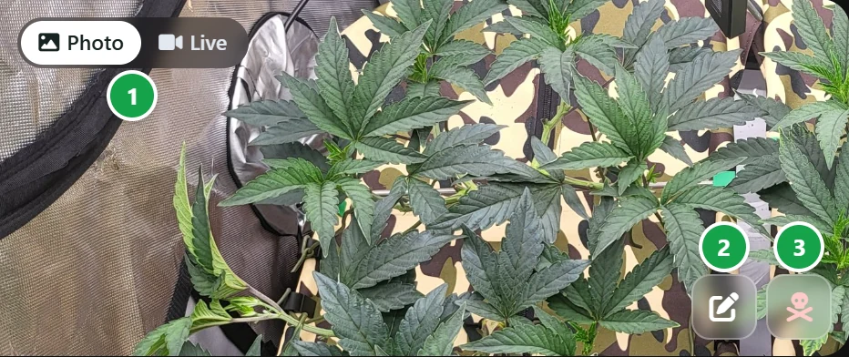 The photo corner of a plant's page: the Photo and Live switch, the edit button and the dead button