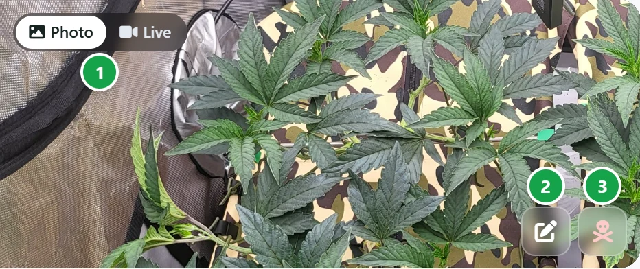 The photo corner of a plant's page: the Photo and Live switch, the edit button and the dead button
